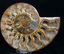 Polished Ammonite Pair - Crystal Pockets #11784-1